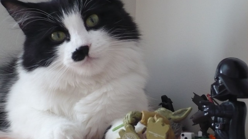 Why Do Cats Knock Things Over Here S The Scientific Reason