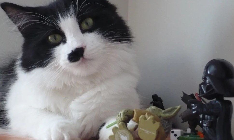 Cat Knocking Glass Off Table Thug Life Pict Art