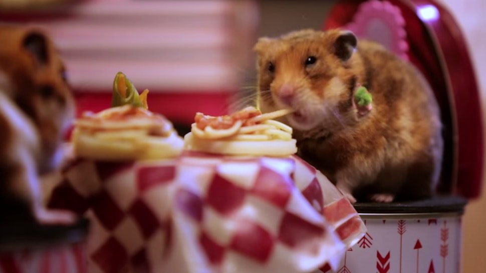 Two Tiny Hamsters Go On A Tiny Hamster Date Because, Well
