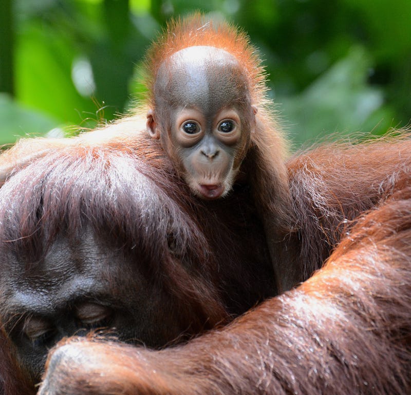 11 Facts About Animal Reproduction That Boggle The Uterus