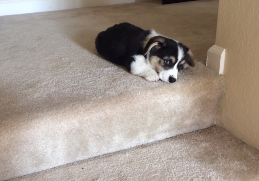 Corgi stairs sales