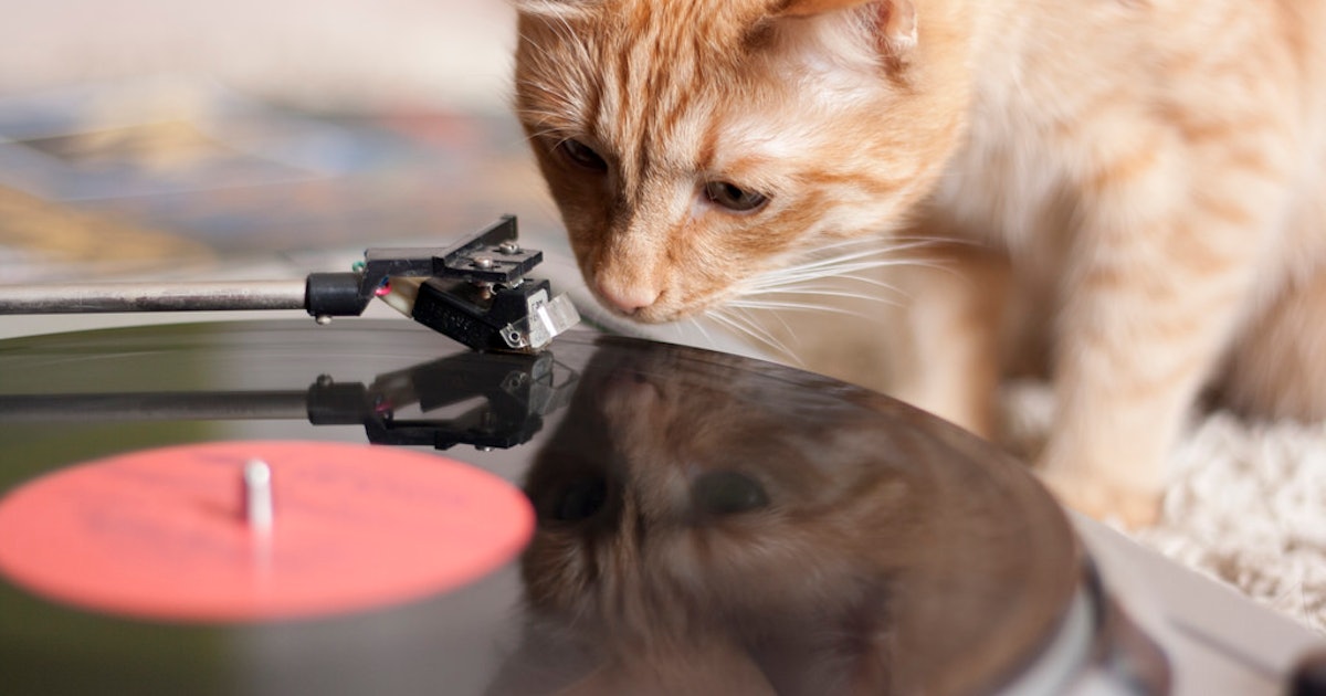 Music for cats. Музыкальные животные. Кошки музыканты. Кот на синтезаторе. Животные и музыка картинки.