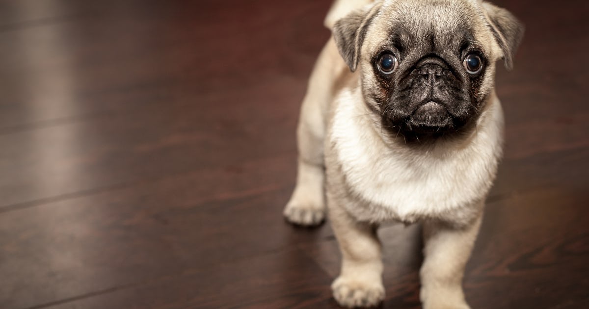 What Do Dreams About Dogs Mean