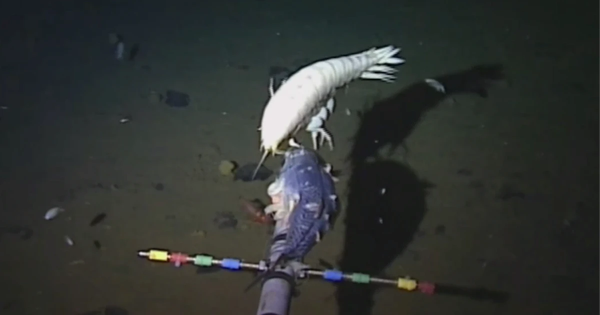 This Fish Lives Five-Miles Under The Ocean Surface, The Deepest of Any ...