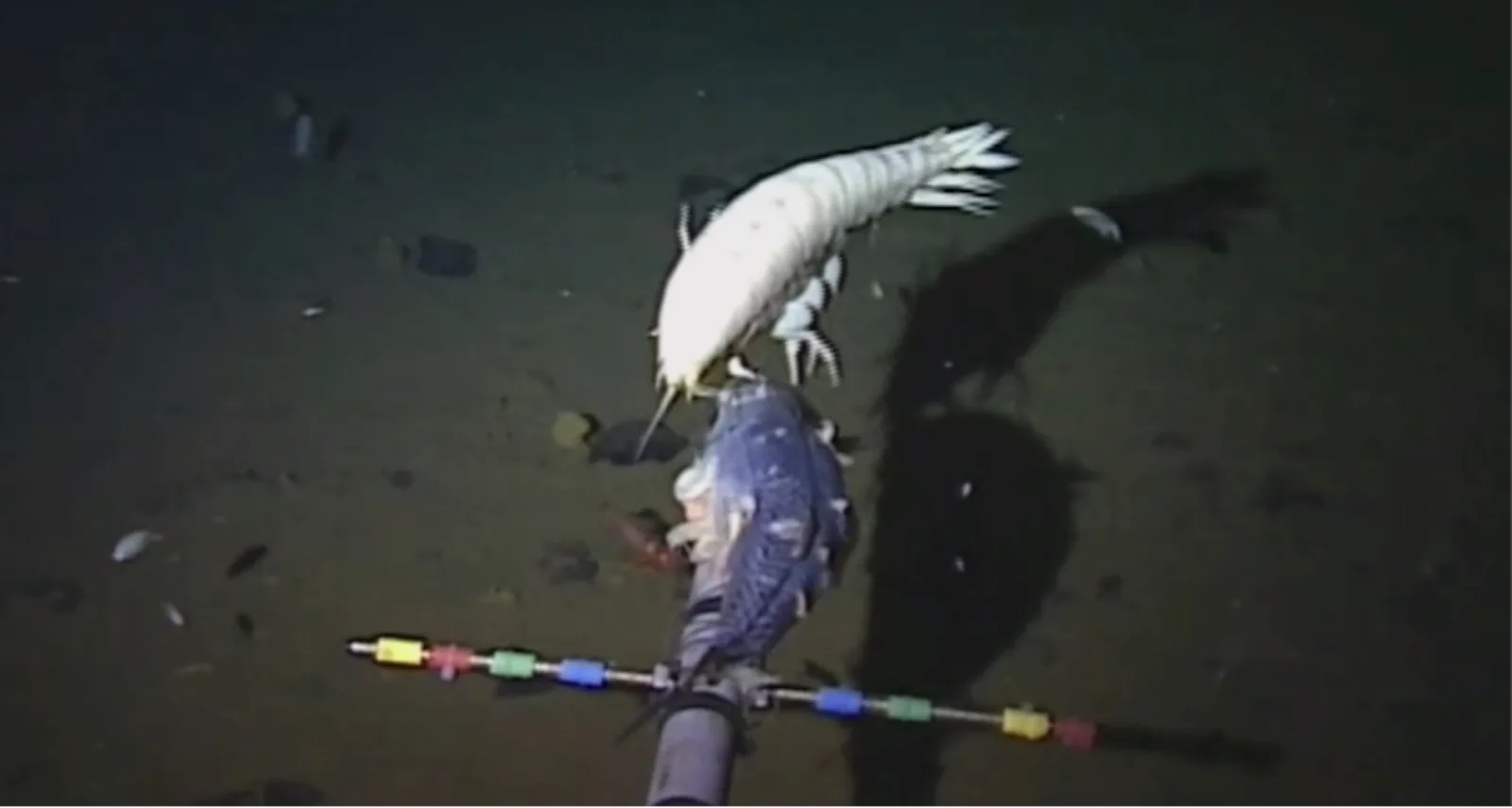 This Fish Lives Five-Miles Under The Ocean Surface, The Deepest of Any ...