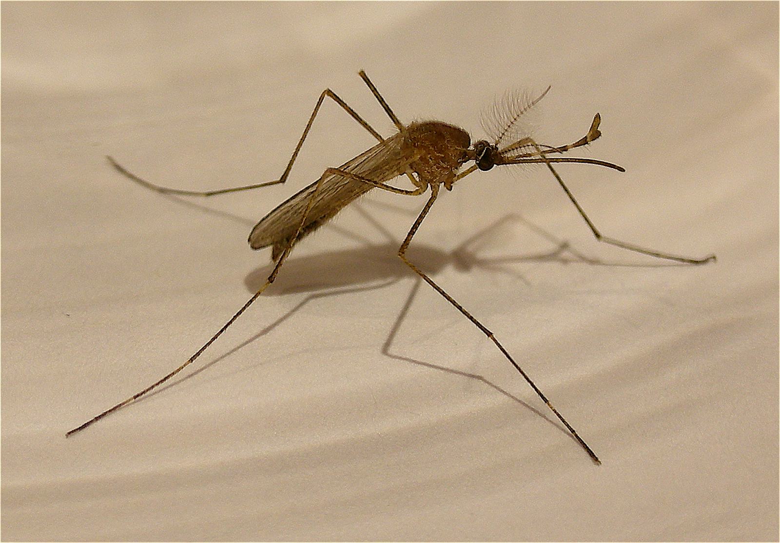 Комар самец