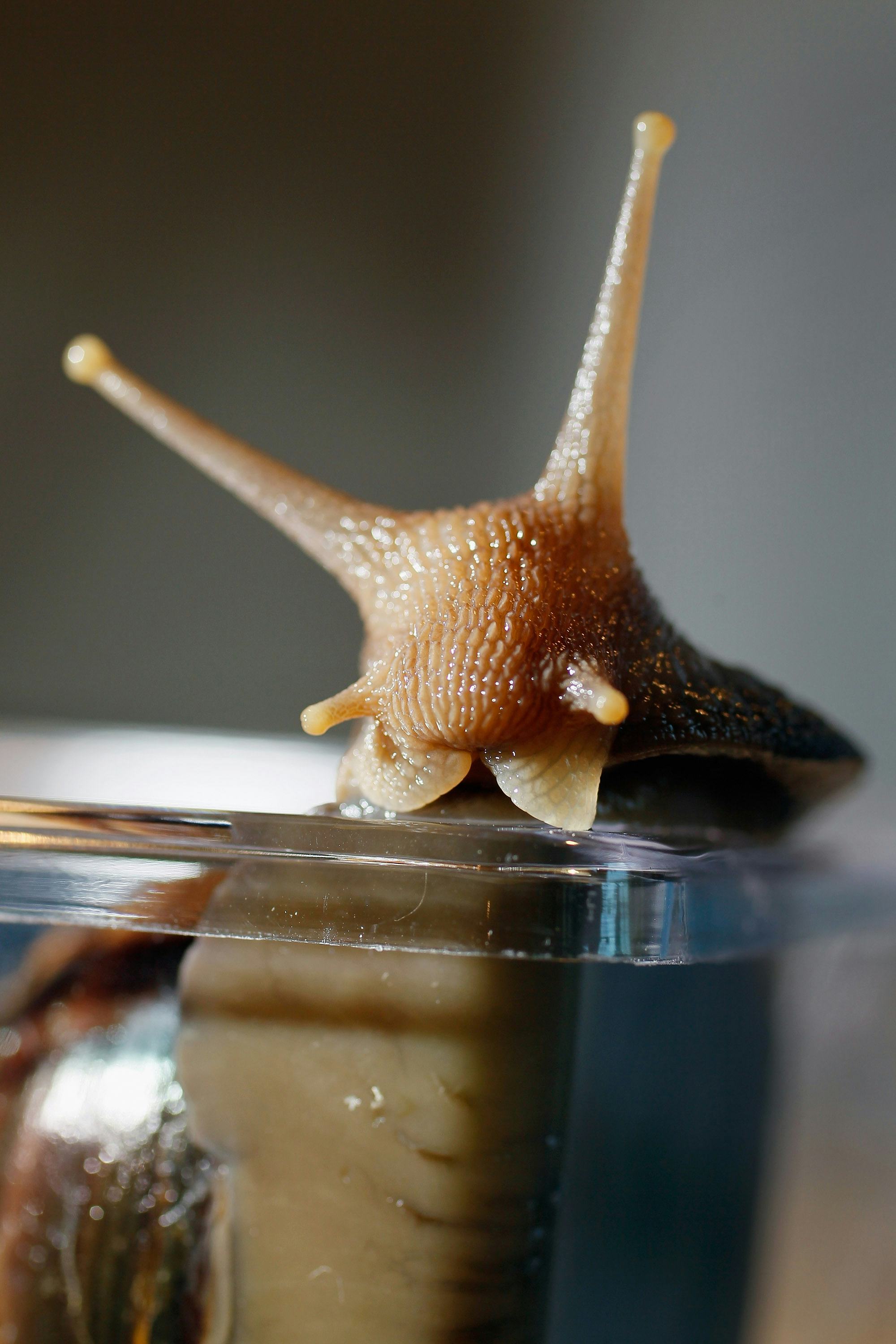 The Taiwanese Snail Named For SameSex Marriage Rights, A.K.A. Aegista