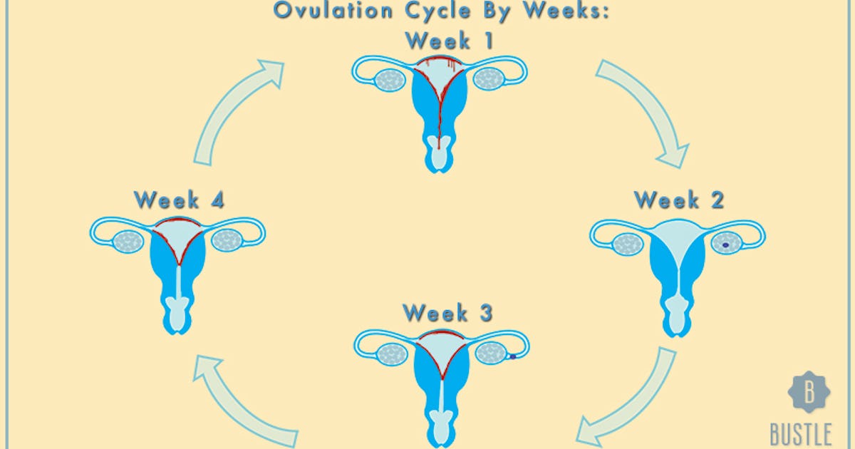 How Your Menstrual Cycle Affects You Each Week, Or What To Expect When You're Not Expecting How Your Menstrual Cycle Affects You Each Week, Or What To Expect When You're Not Expecting