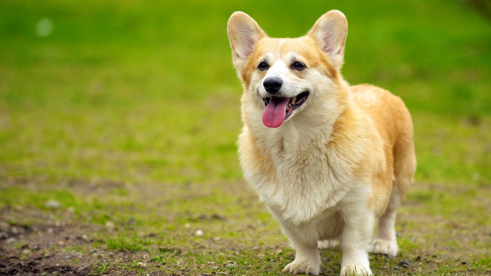 7 Things You Didn't Know About The Royal Corgis From 
