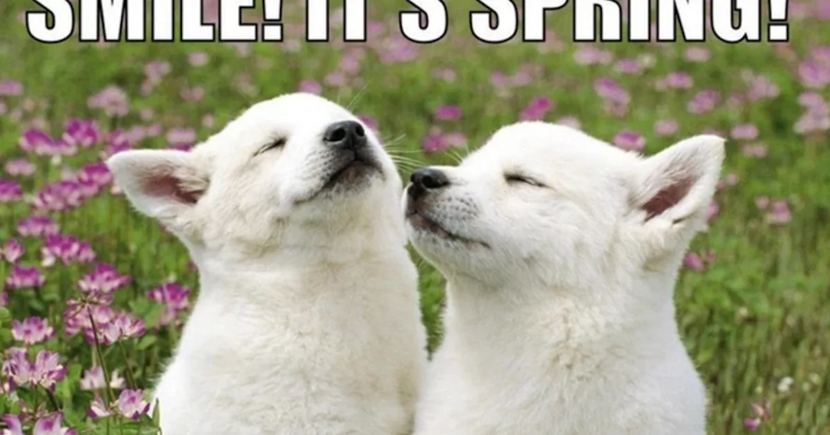 Finally Spring Humor Spring Is Finally Here Funny