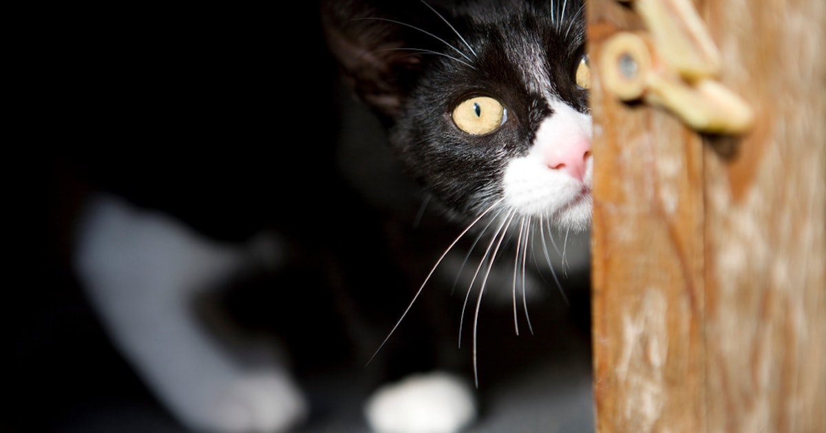 7 Things Cats Are Irrationally Afraid Of In Addition To Those