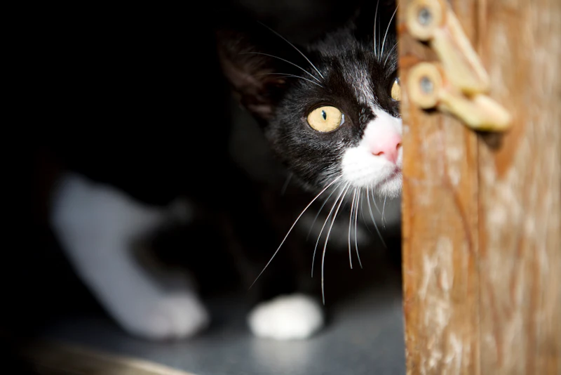 7 Things Cats Are Irrationally Afraid Of In Addition To Those Menacing Cucumbers