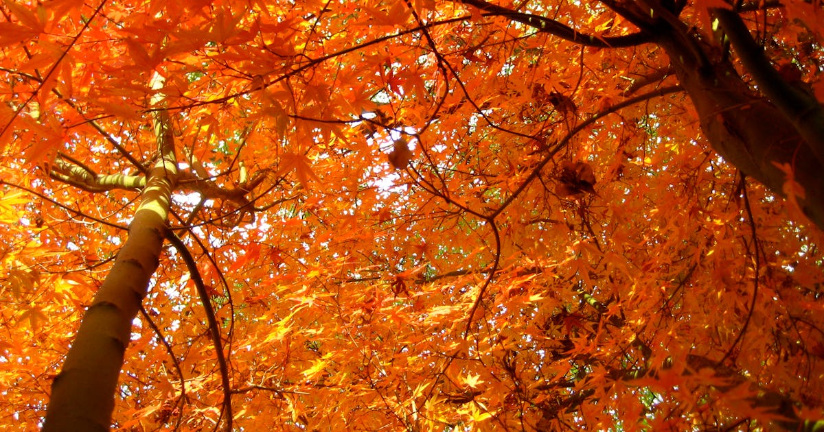 5 Fall Decorating Ideas to Bring The Outdoors Inside This Autumn