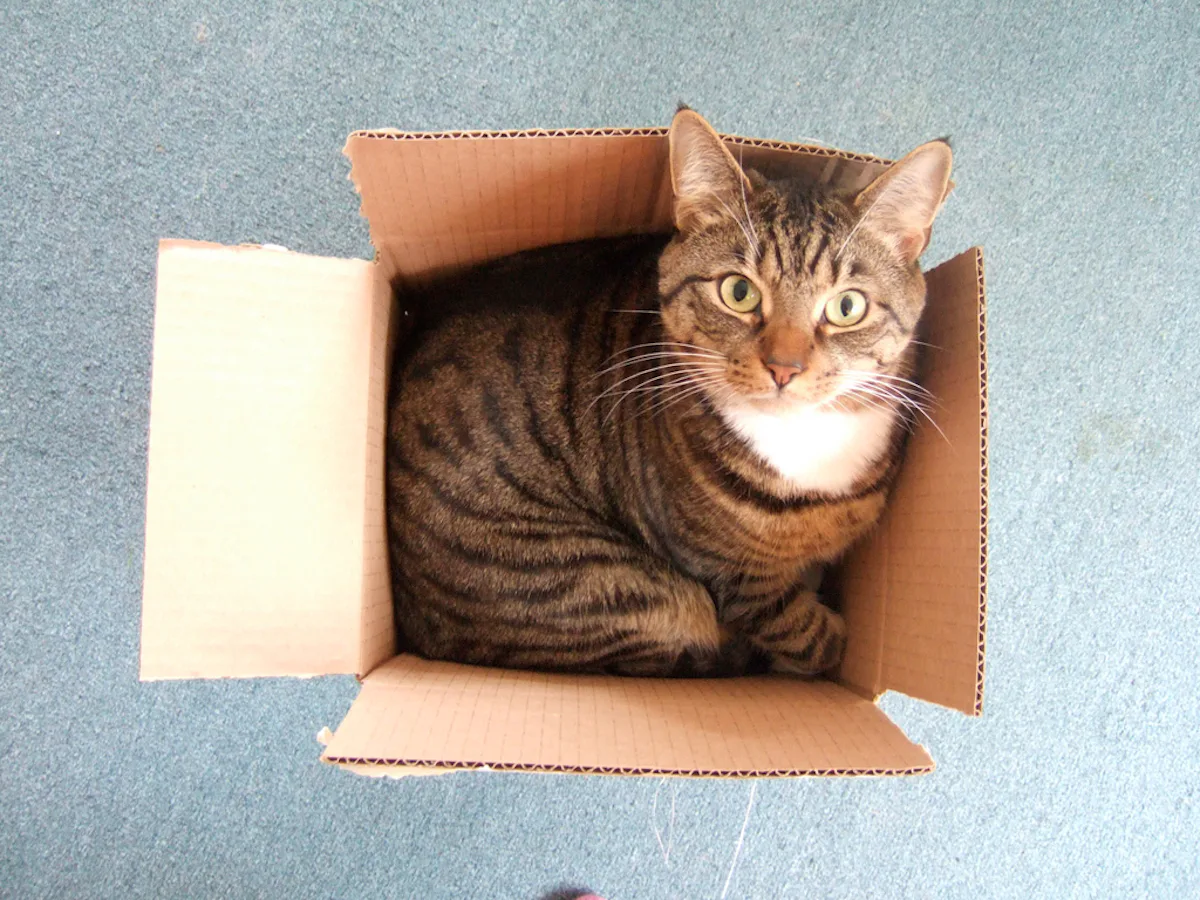 Why Do Cats Like Boxes? Science Has a Few Ideas
