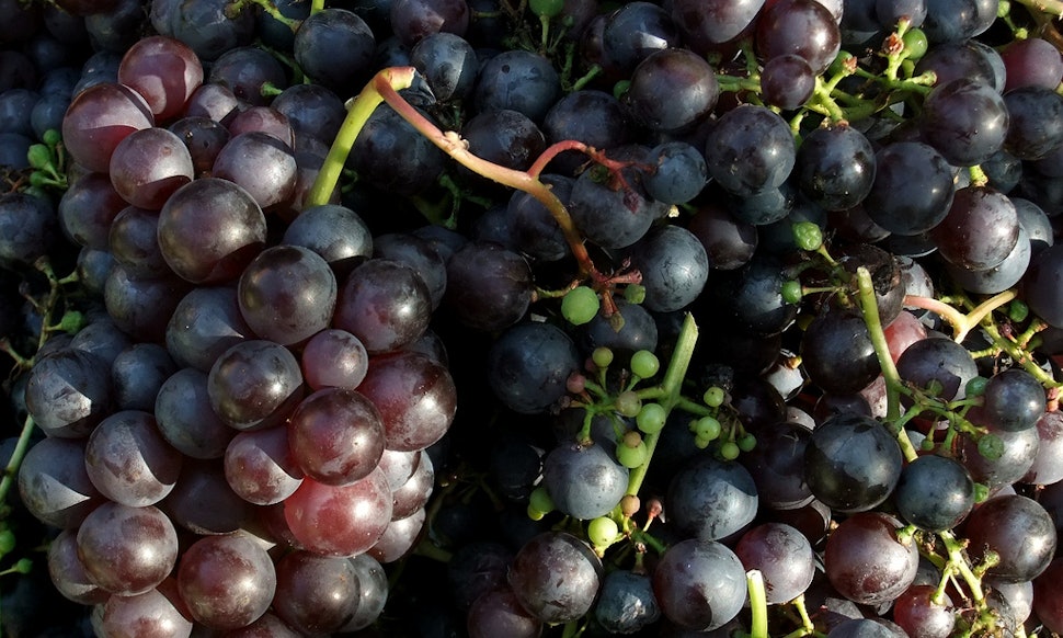 Image result for Healthy benefits of eating Black Grapes with seeds