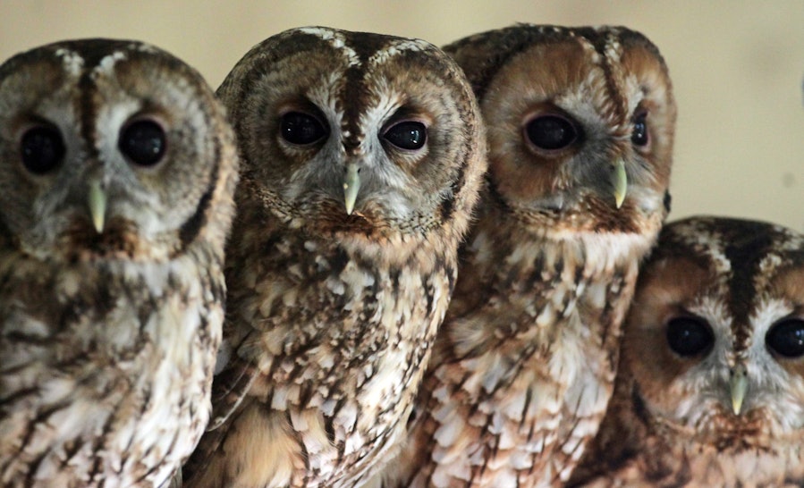 Night Owls Are More Intelligent, You Know: 37 Things Only People Who ...