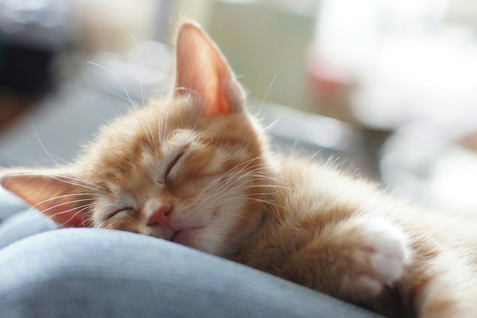 Видео спящего кота. Спящий рыжий котенок. Спящий кот. Спящие коты.