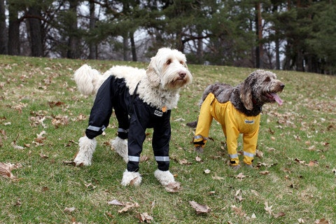 Dog mud shop pants