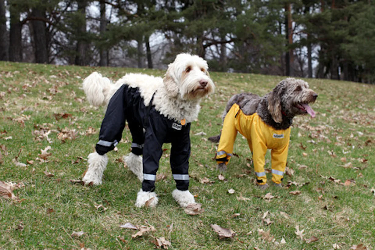 A Dog Pants Company Finally Settled The How Would Dogs Wear Pants a-dog-pants-company-finally-settled-the-how-would-dogs-wear-pants