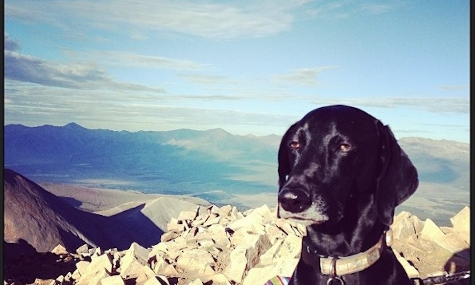 In Other News Unimpressed Dog Facebook Ice Cream And