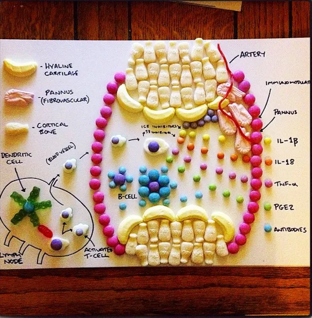 Learning Chocolate Body The Candy Anatomy Instagram Is Your New Favorite Way To Study The Human ...