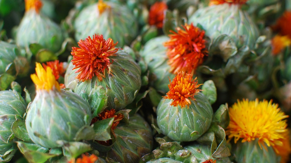 These Safflower Oil Benefits For Hair