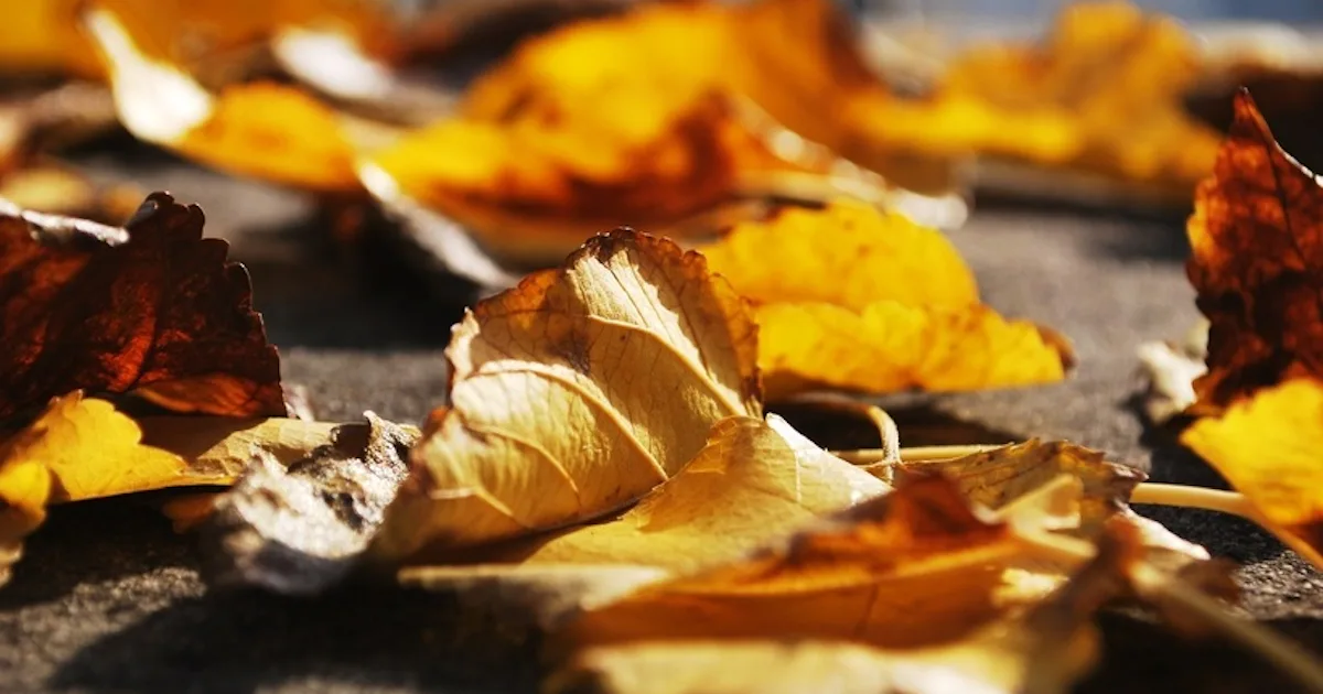 Fall Dislike 8 Reasons Why The Beginning Of Fall Actually Sucks (And You're All In ...
