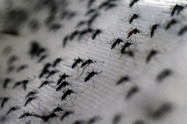 Why Do Mosquitoes Bite Me So Much? Science Says They Like Some Humans ...