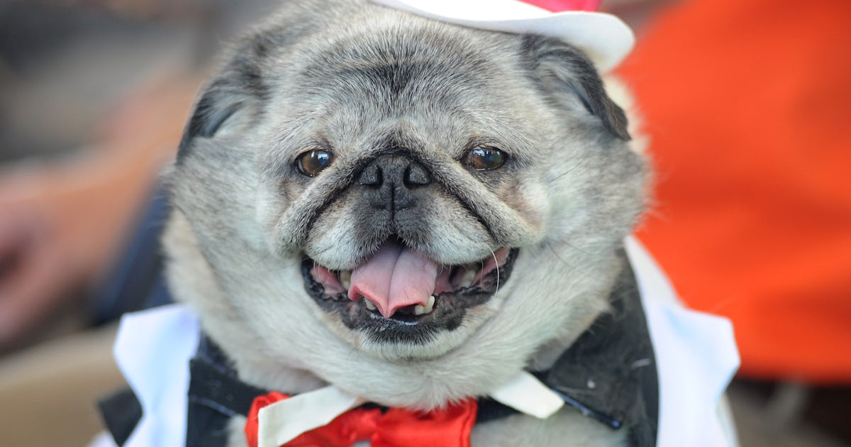 6 Reasons Why Dogs Do The Weird Things They Do From Butt Sniffing To Eating Their Own Poop 6 Reasons Why Dogs Do The Weird Things They Do From Butt Sniffing To Eating Their Own Poop