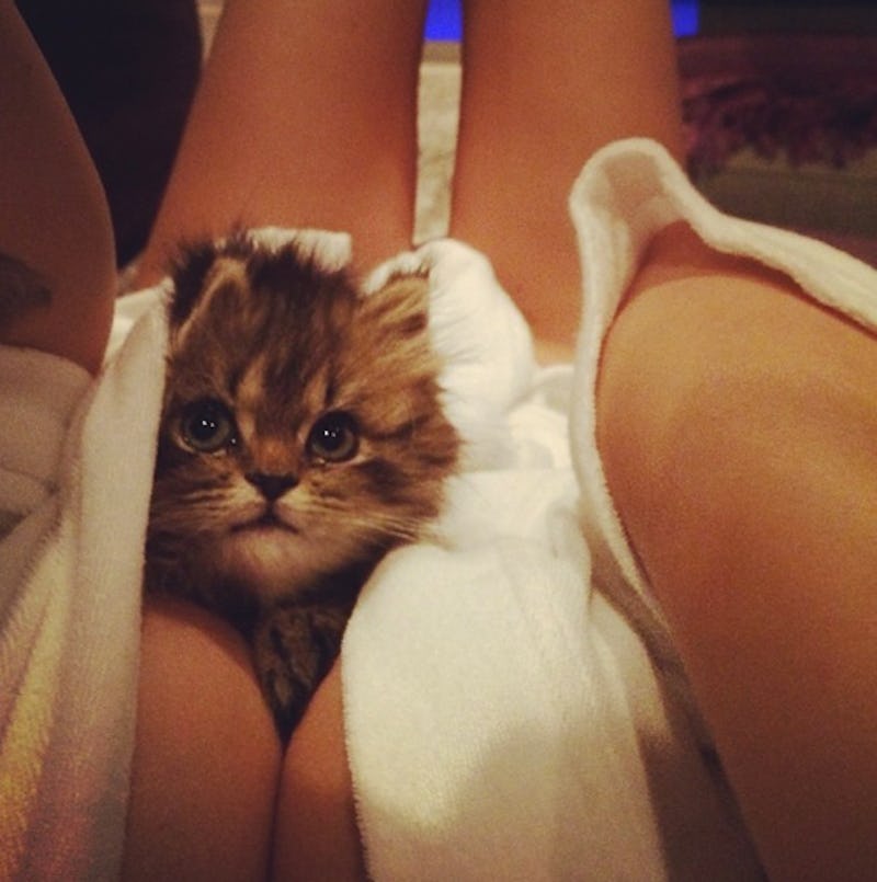 Dan bilzerian cat deals breed