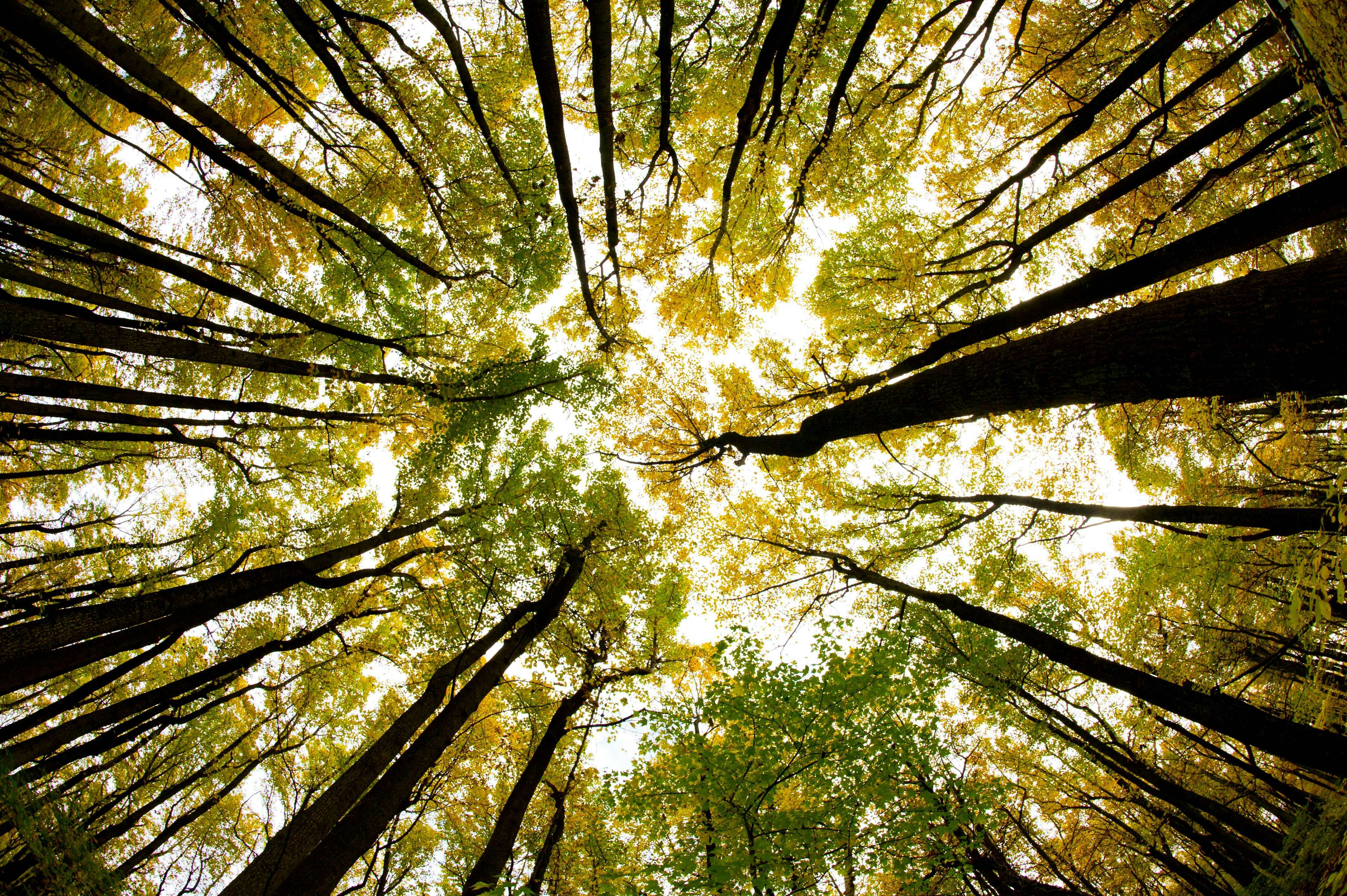 How To Help Plant Trees & Combat Climate Change By Making The World A