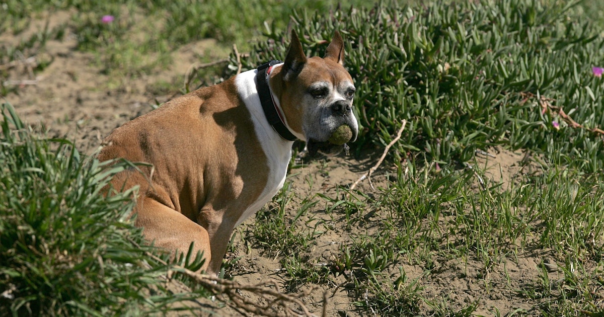 19 Disgusting But Fascinating Things You Never Knew About Poop