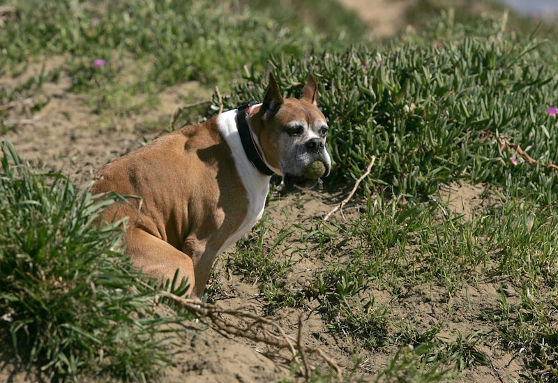 19 Disgusting But Fascinating Things You Never Knew About Poop