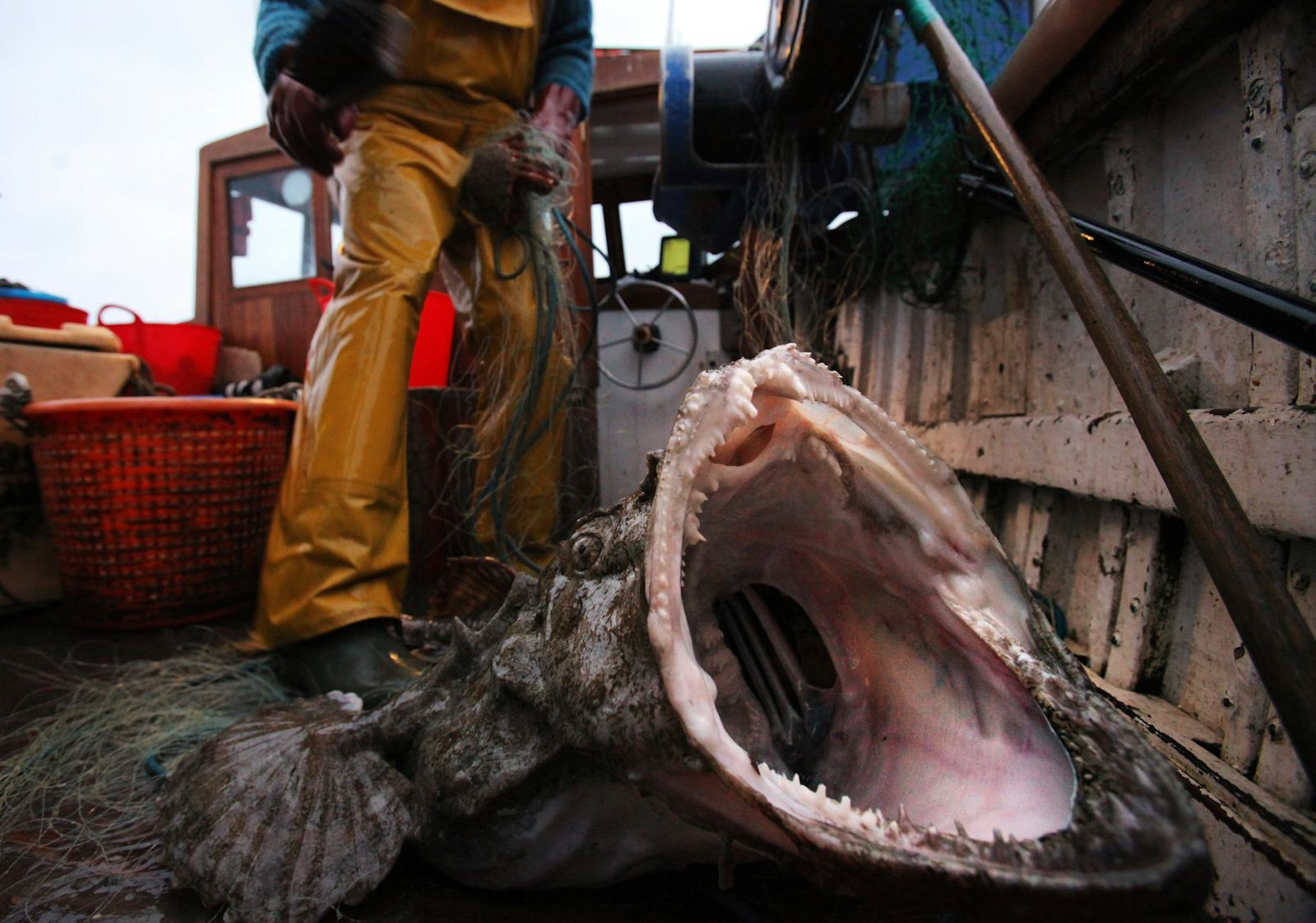 15 Terrifying Things In The Ocean, Because 'Jaws' Has Nothing On These