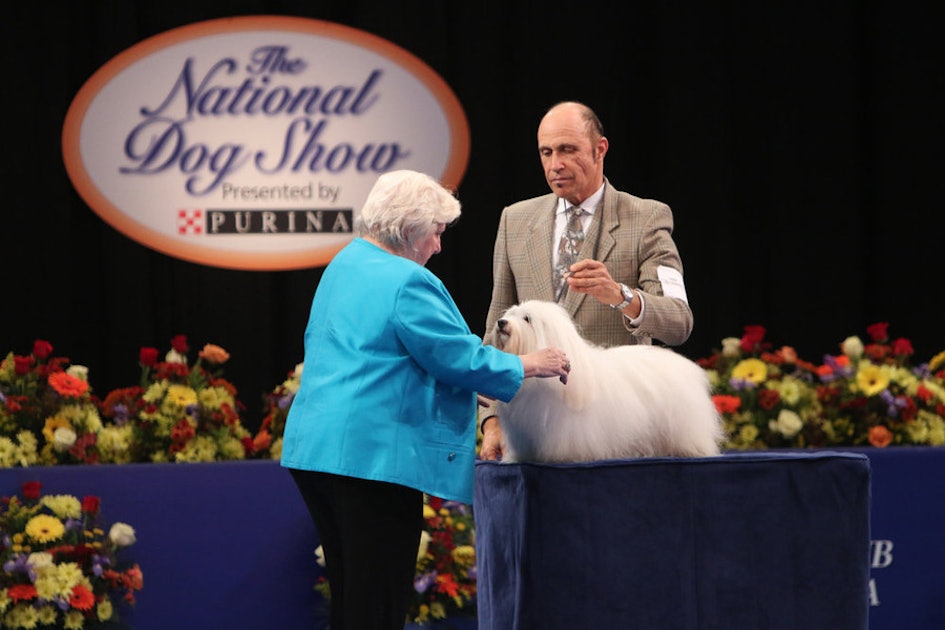 'The National Dog Show' Winner & Other TrophyWorthy Pups from the