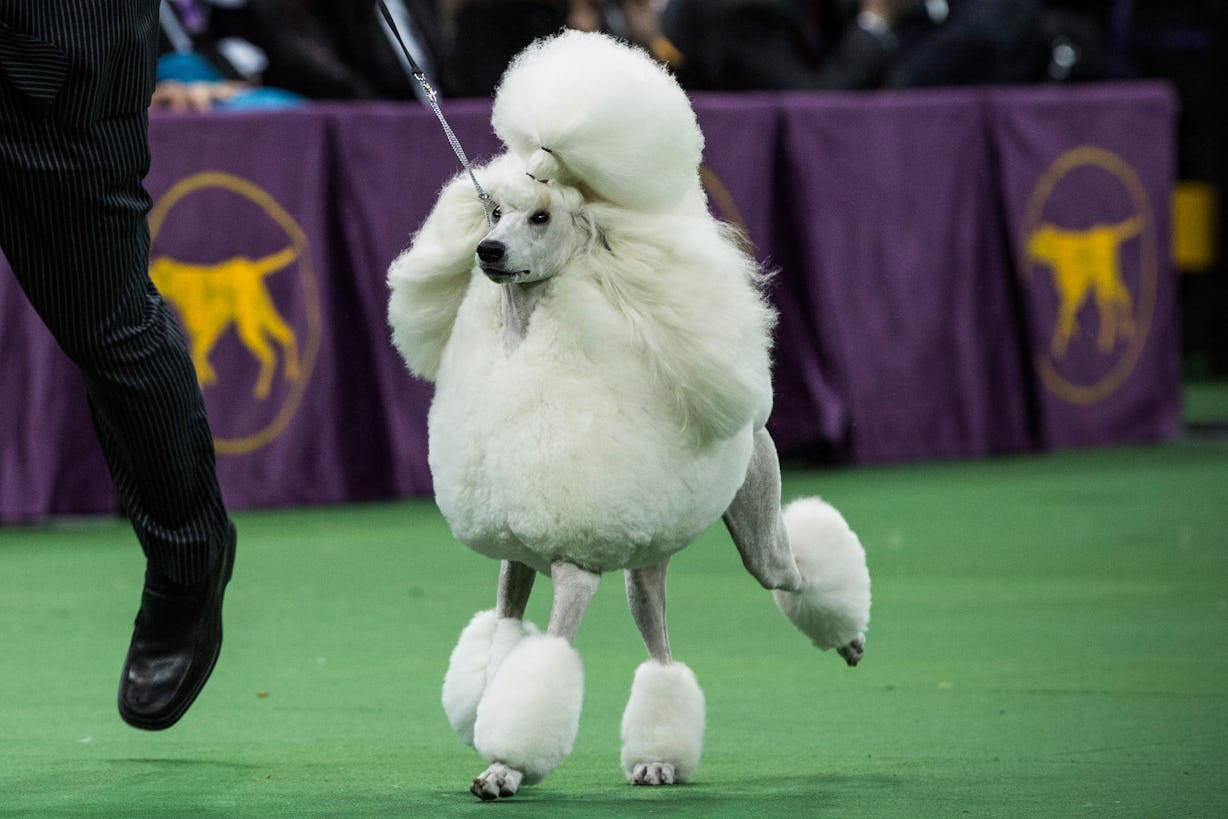 The National Dog Show Drinking Game You NEED to Play This Thanksgiving