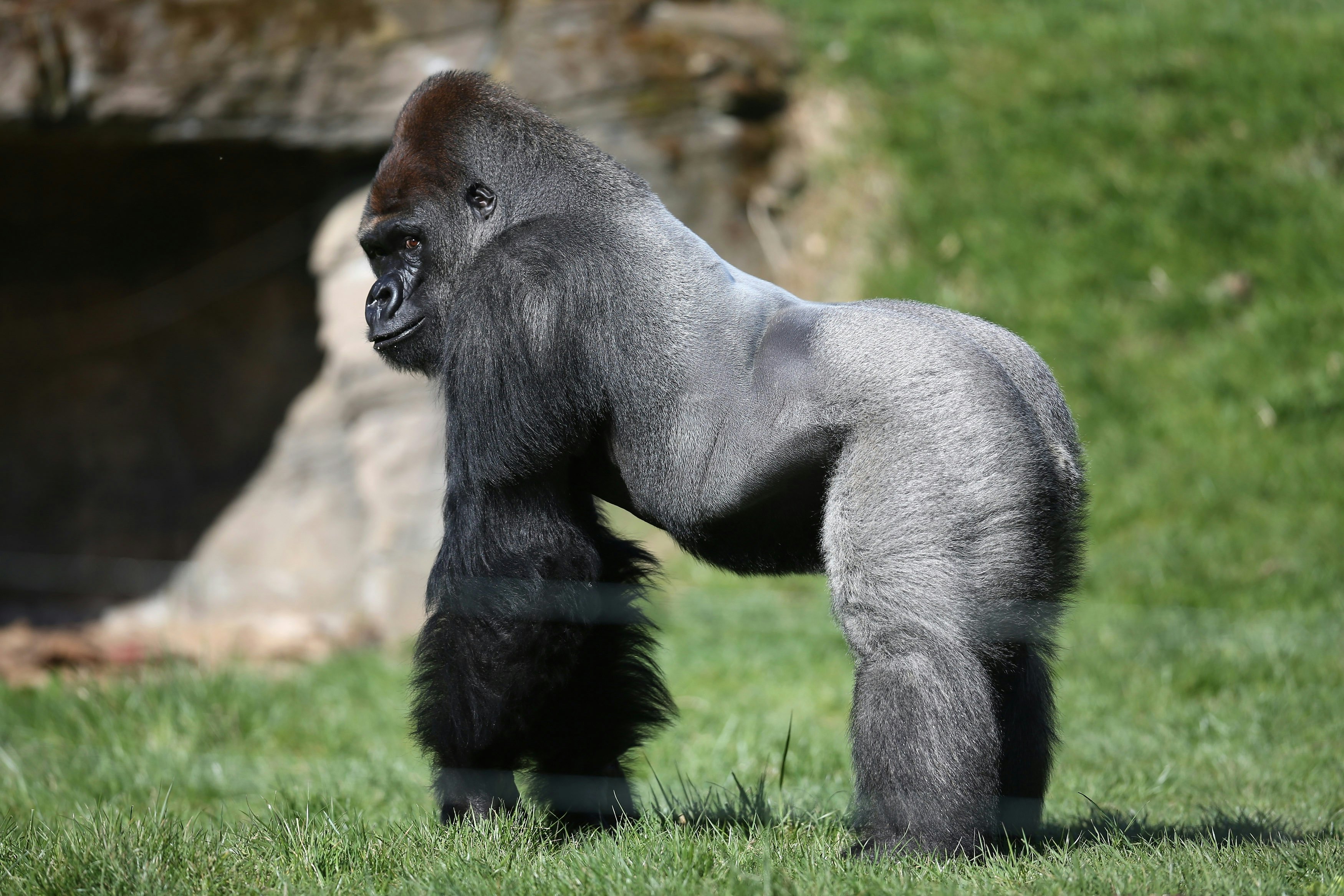 female silverback gorilla