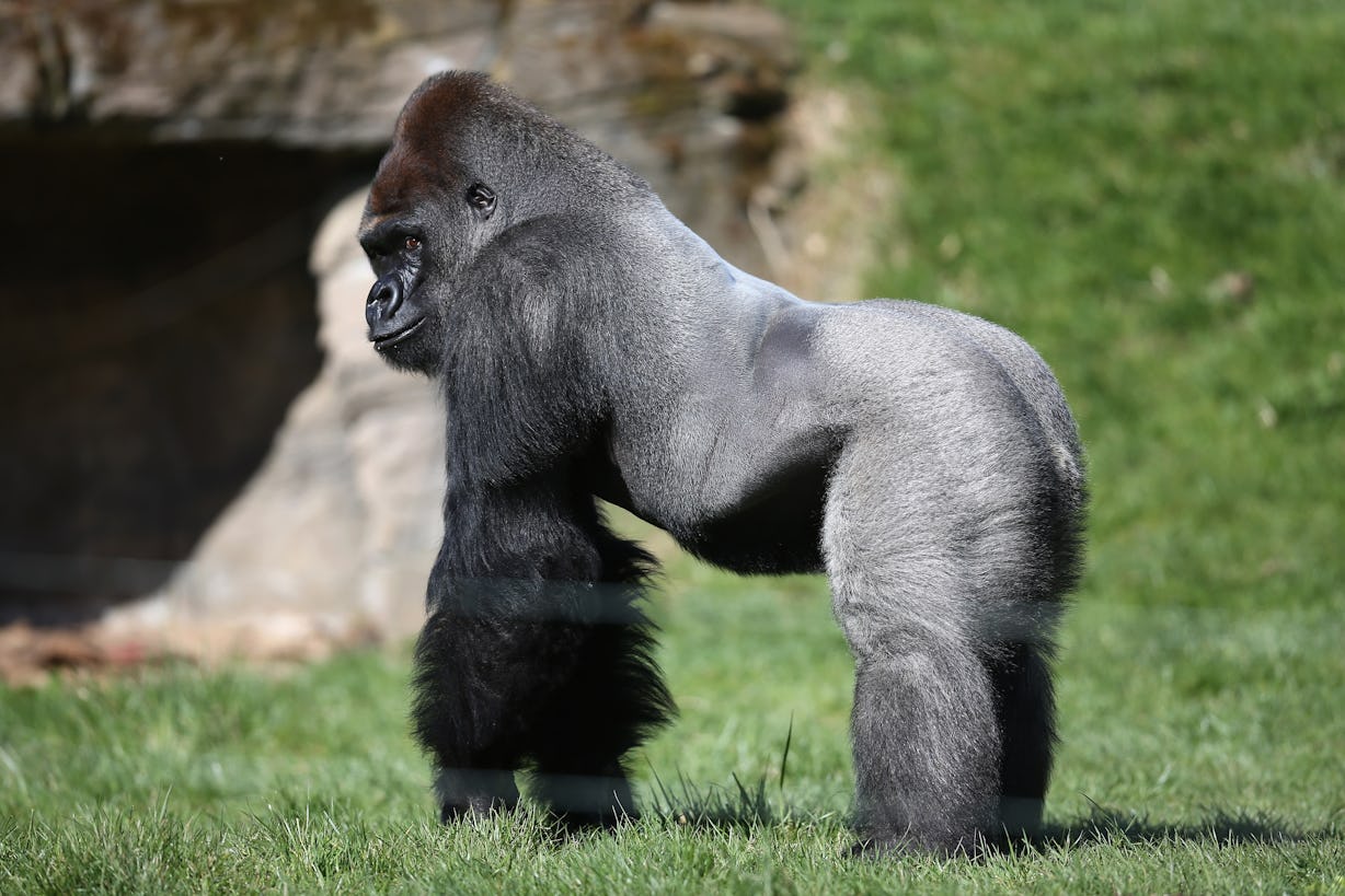 Who Was Harambe The Gorilla? The Cincinnati Zoo Touted His ...