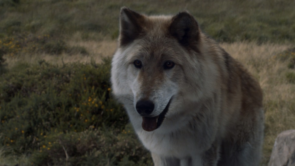 Bran S Direwolf Died On Game Of Thrones It S A Sad Metaphor