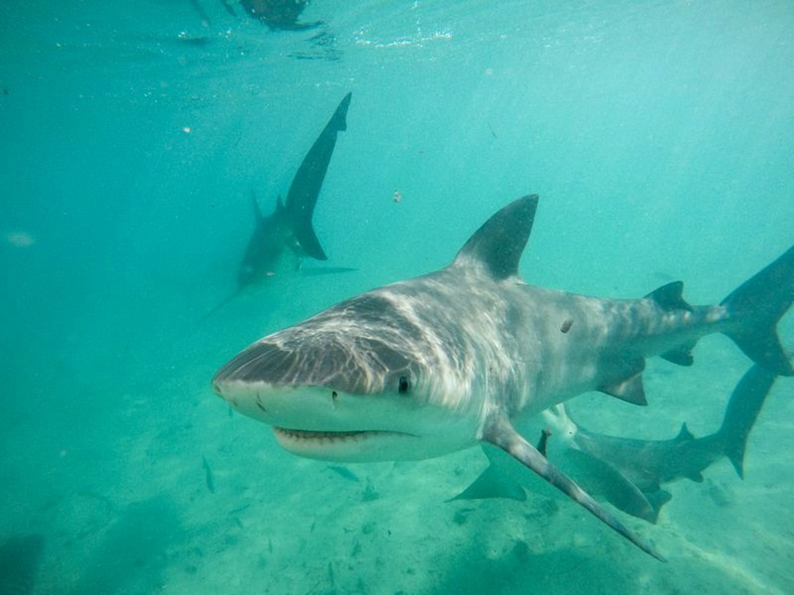 How To Stream Shark Week 2016 Online So All The Aquatic Action Can Be Yours