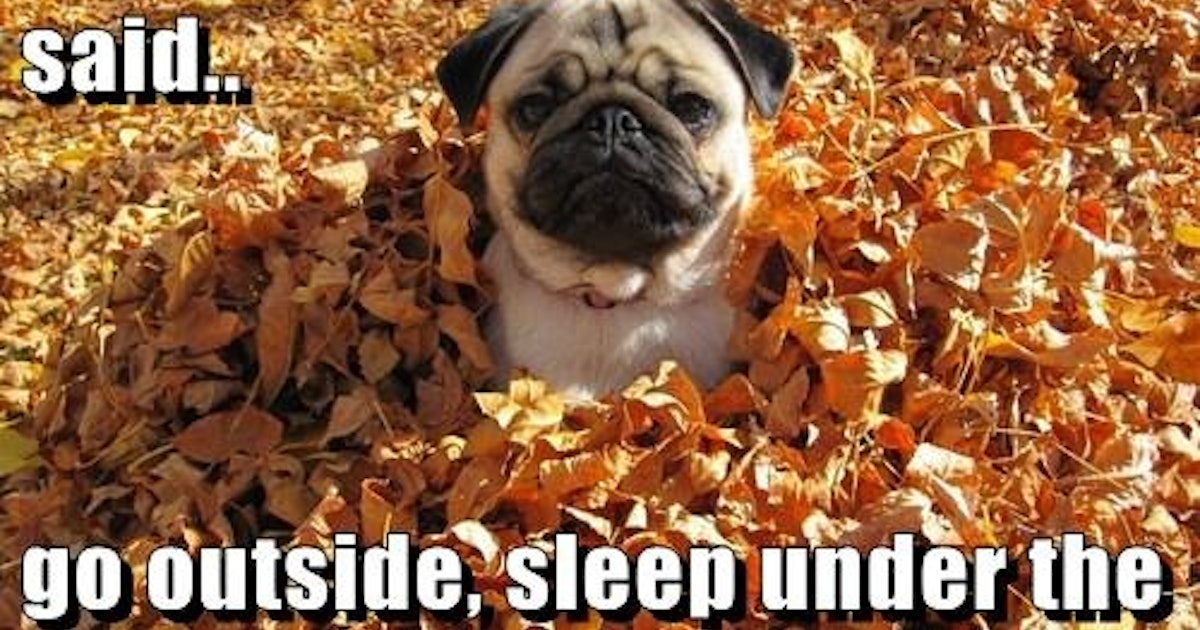 7 Funny Fall Memes To Share On Facebook That Celebrate The ...