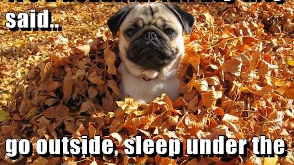 7 Funny Fall Memes To Share On Facebook That Celebrate The First Day Of