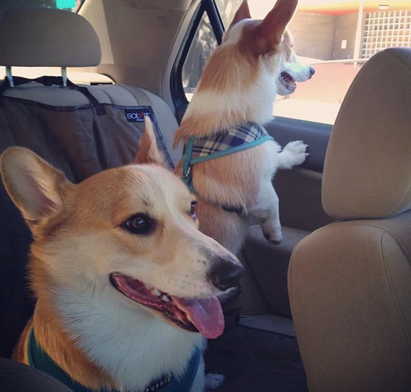 2013s Cutest Animal Instagram Accounts to Follow 2013s Cutest Animal Instagram Accounts to Follow