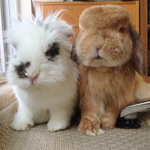 Instagram Accounts Of Cat And Dog Friends Instagram Accounts Of Cat And Dog Friends