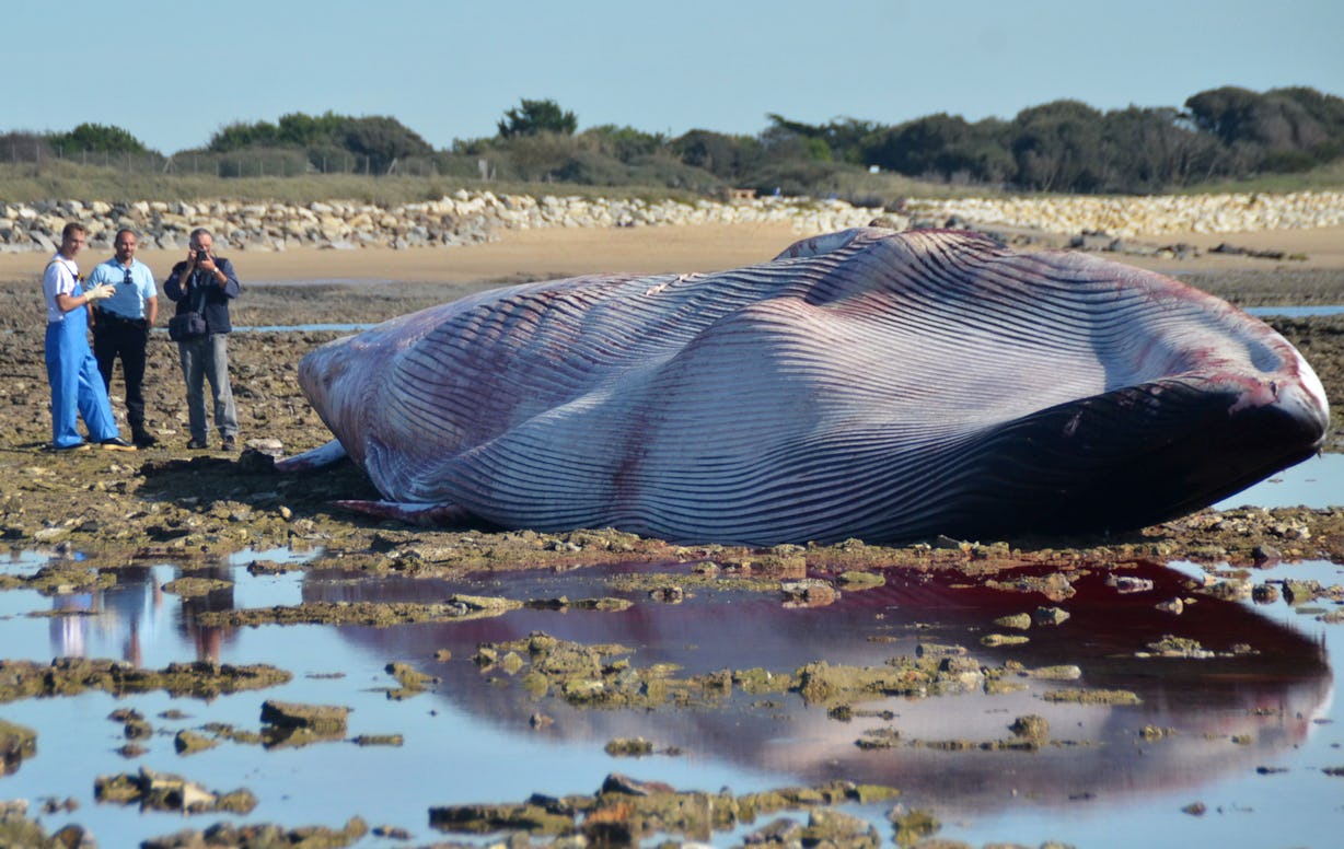 How Can A Dead Whale Explode? Canada Is Wondering, And So Are We