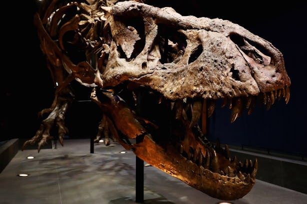 t rex looking dinosaur with horn on nose