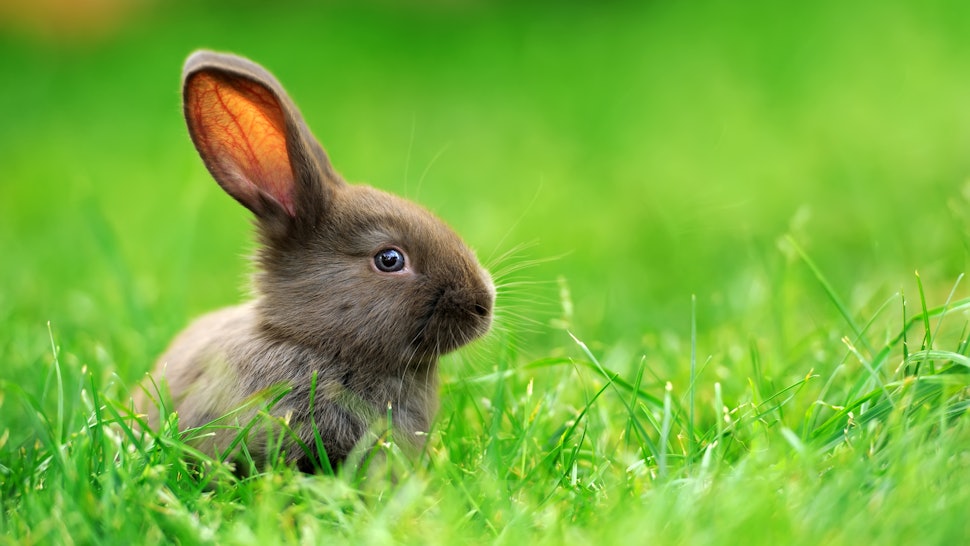 What Does The Rabbit Duck Illusion Mean? How You View It Might Reveal ...