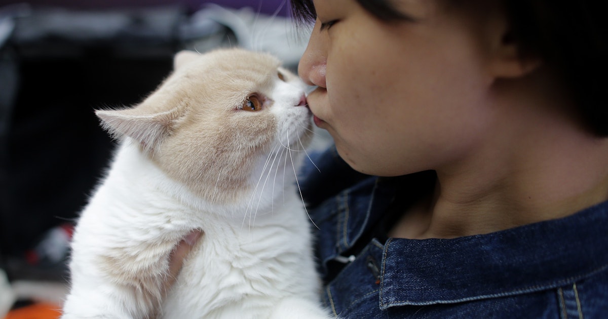 Cuddling Cats Keeps Them Healthy, Say Scientists, Which Means You Now
