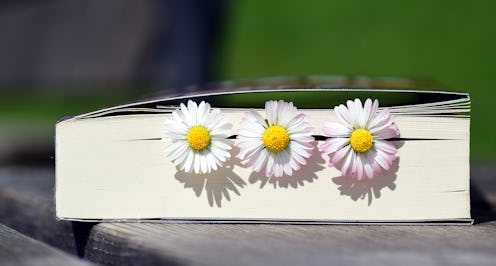 Three chamomile flowers
