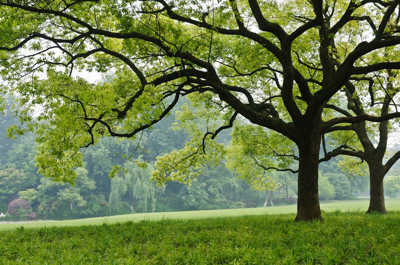 Camphor Oil Uses For Hair & Skin You'll Want To Add To Your ...